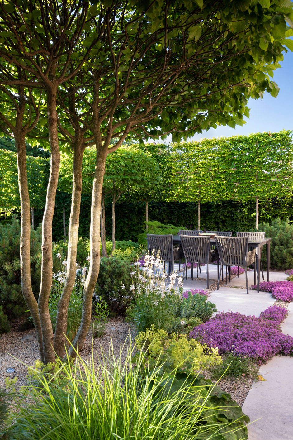 Colm Joseph Suffolk garden design dining area multi stem hornbeam pleached trees limestone paving gravel thyme dwarf pines Sesleria alchemilla mollis Richard Bloom Photography 